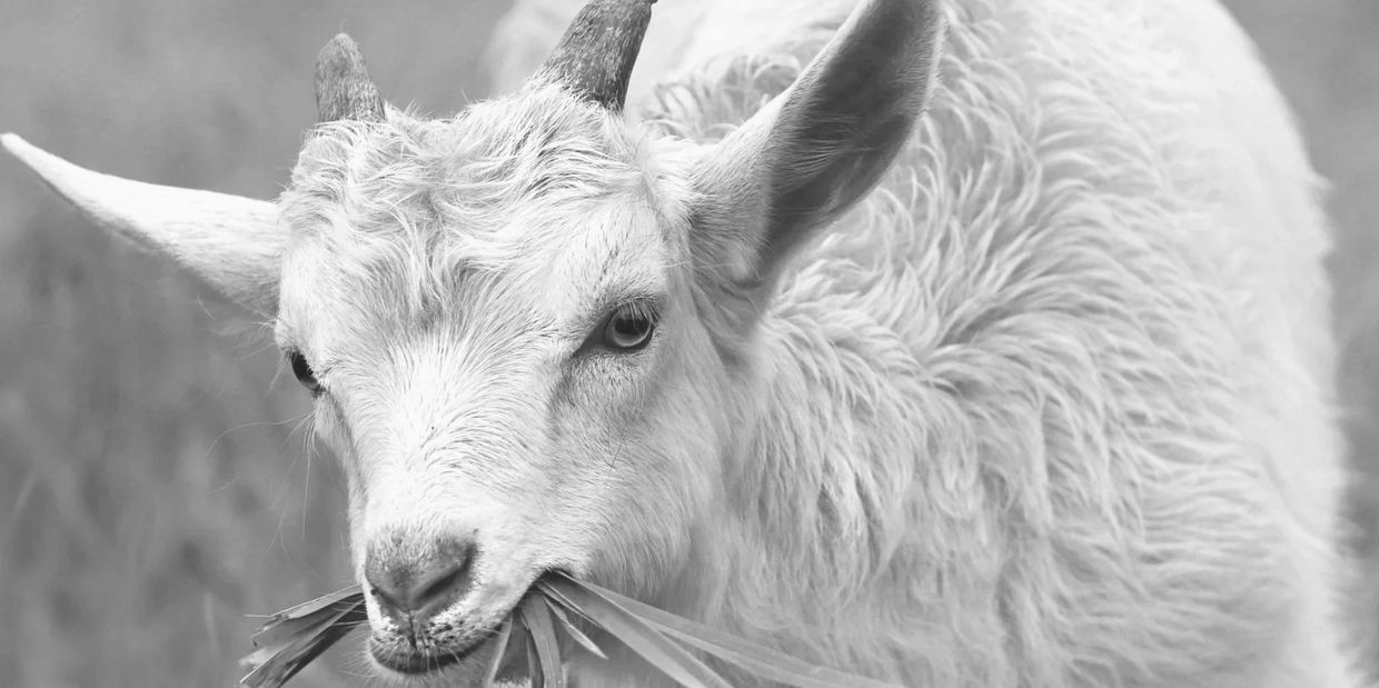 The Goat spirit animal