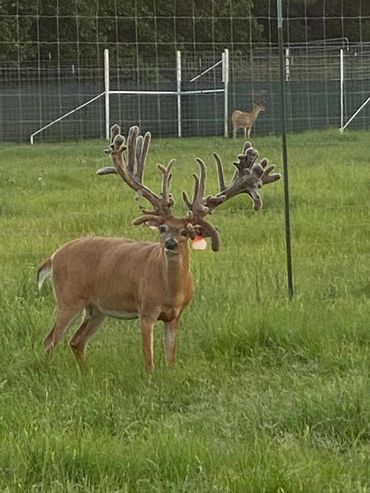 OK Trophy Whitetail Deer