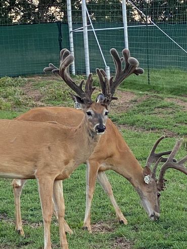 Oklahoma Trophy Whitetail Deer Hunts