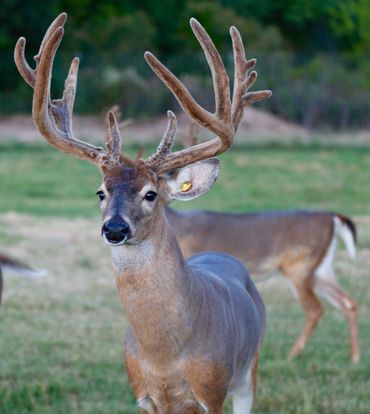 OK Trophy Whitetails