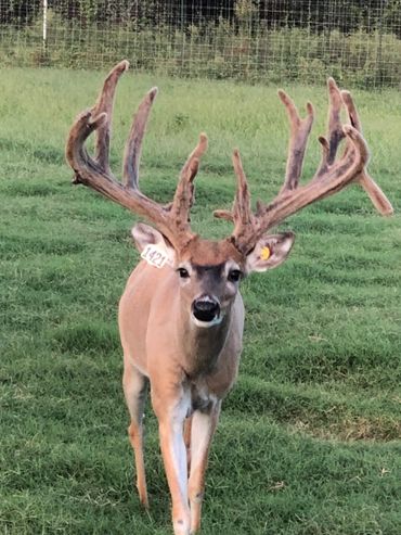 Oklahoma Trophy Whitetail Deer