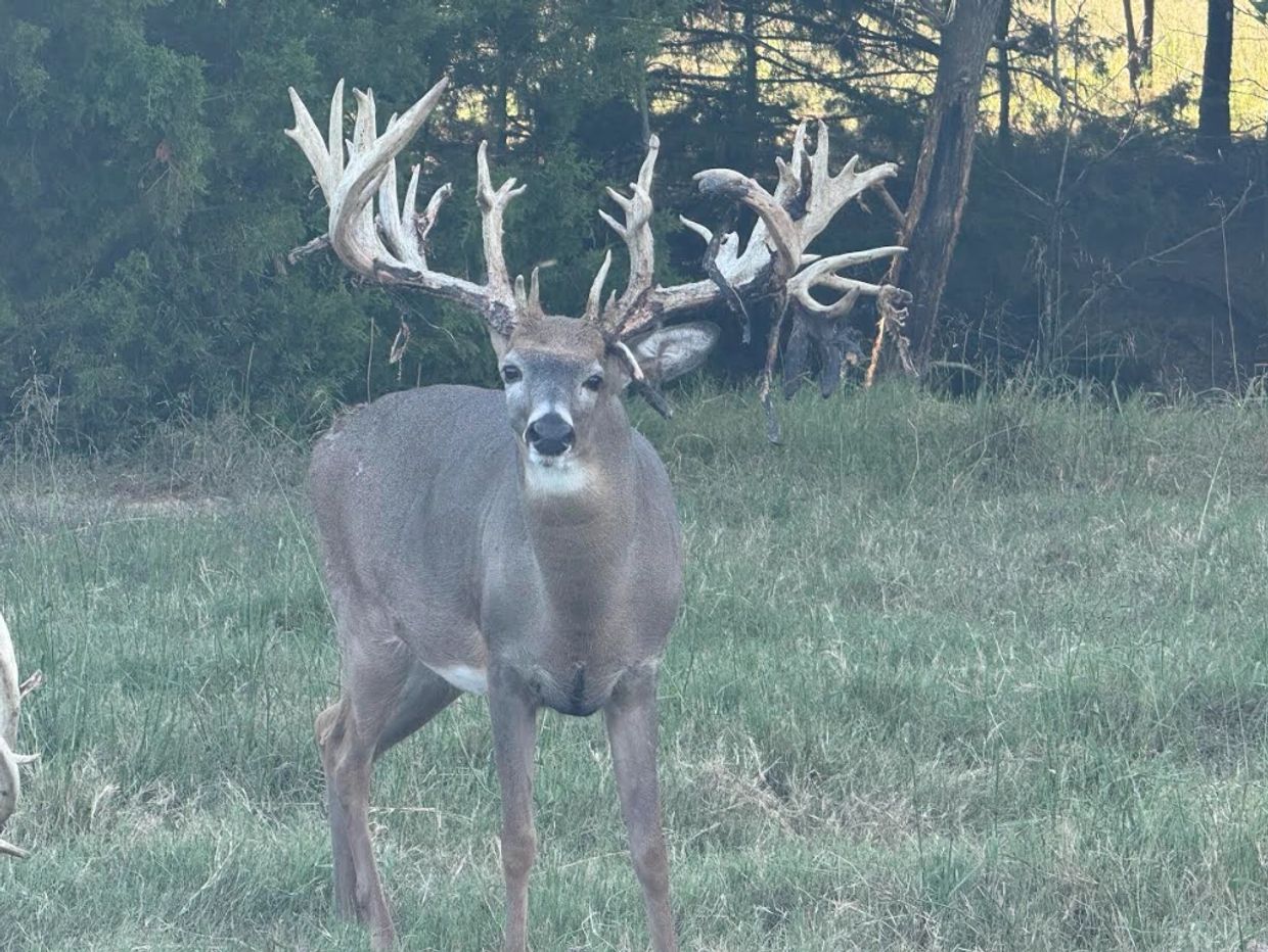 Oklahoma Trophy Deer Hunts