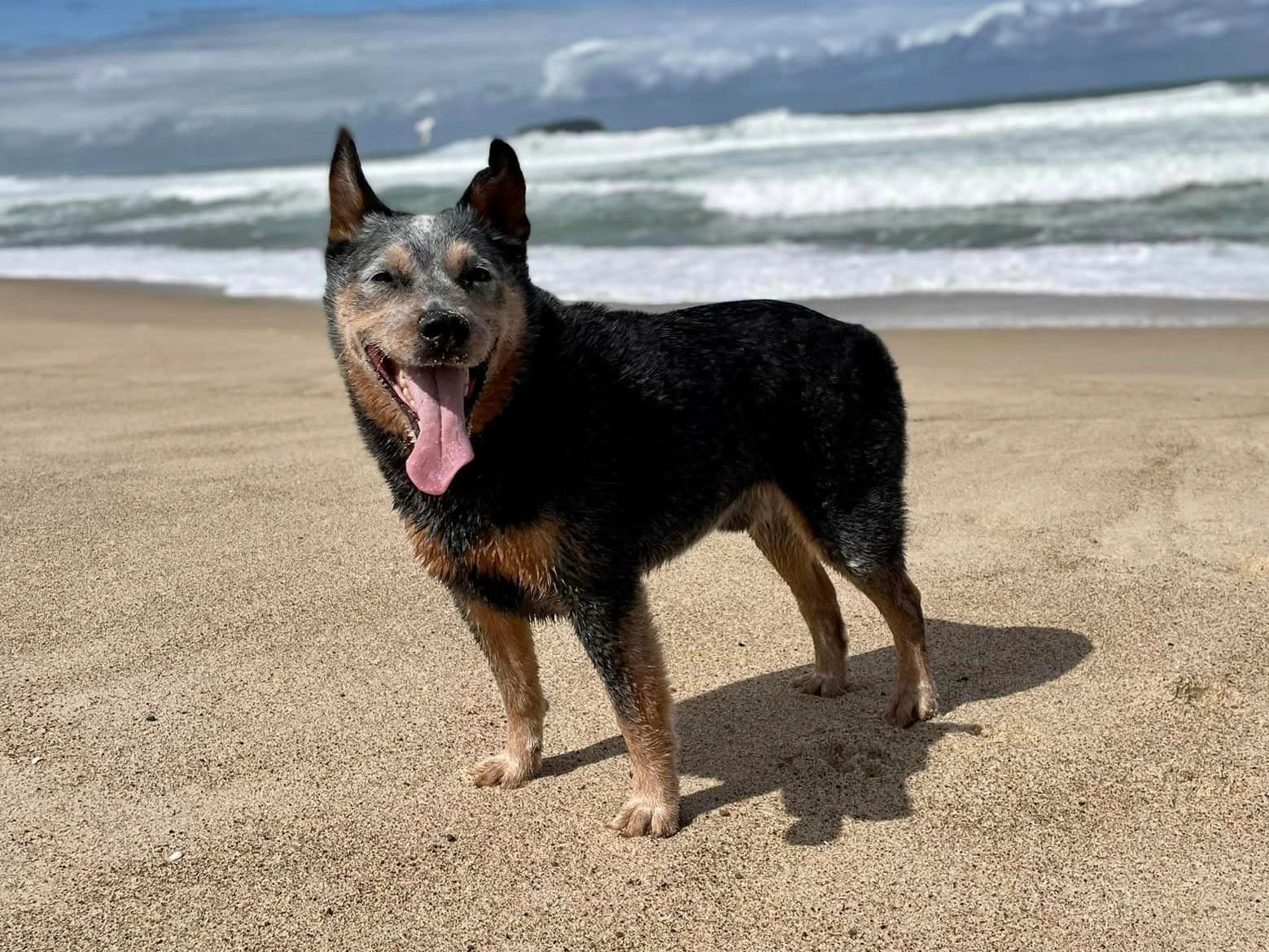A happy dog on the beach with his tongue out.