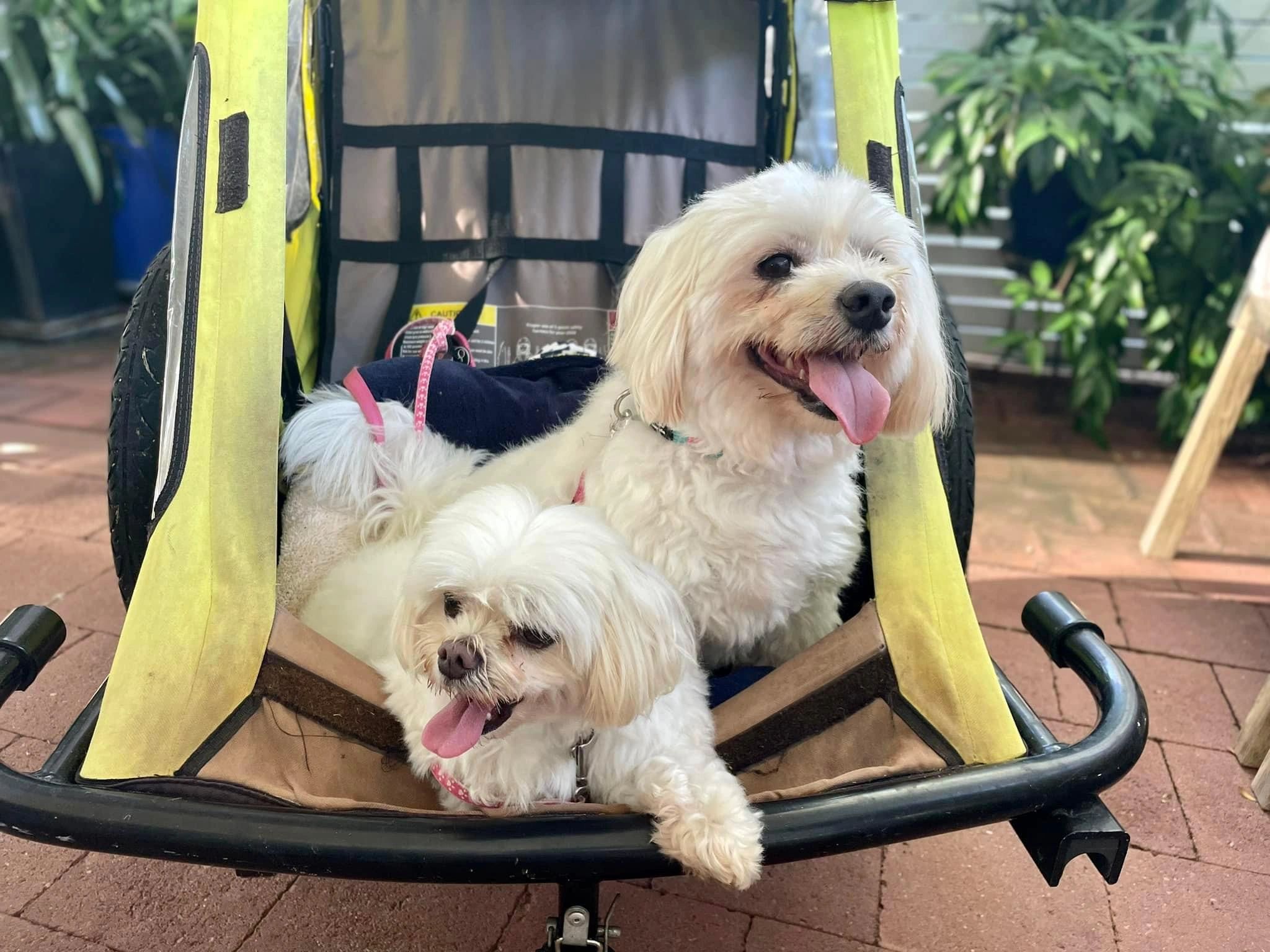 Two white fluffy dogs riding in a stroller with their tongues out.