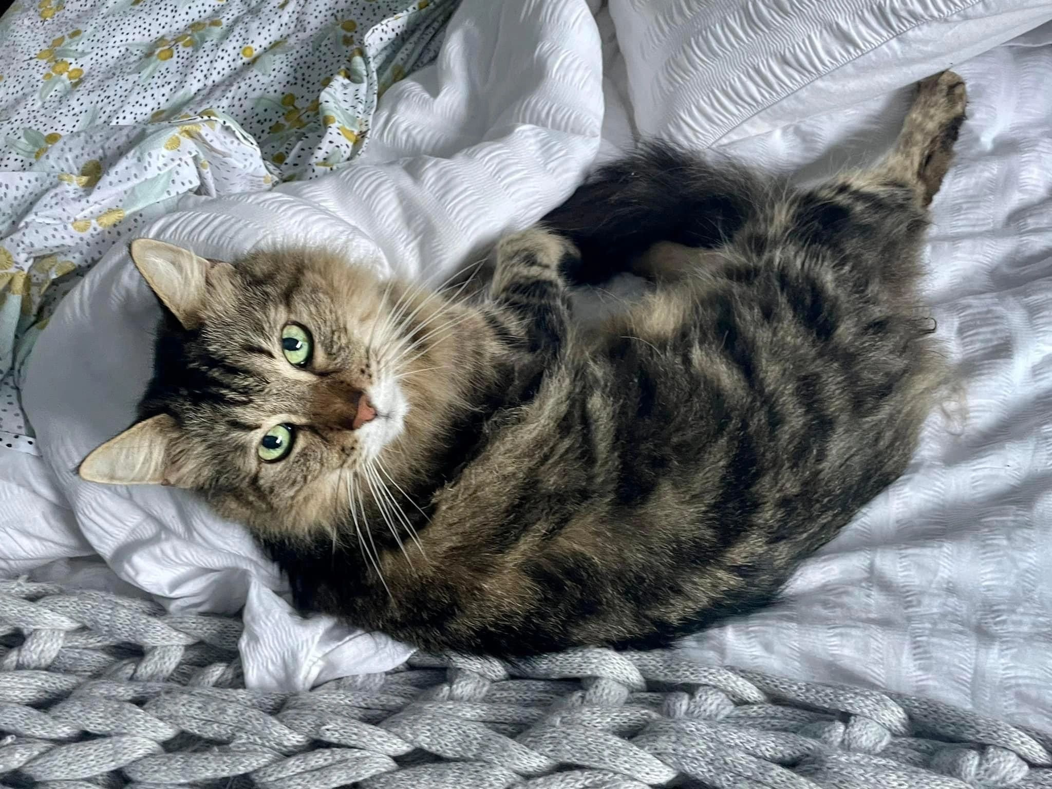A long-haired cat curled up in bed.