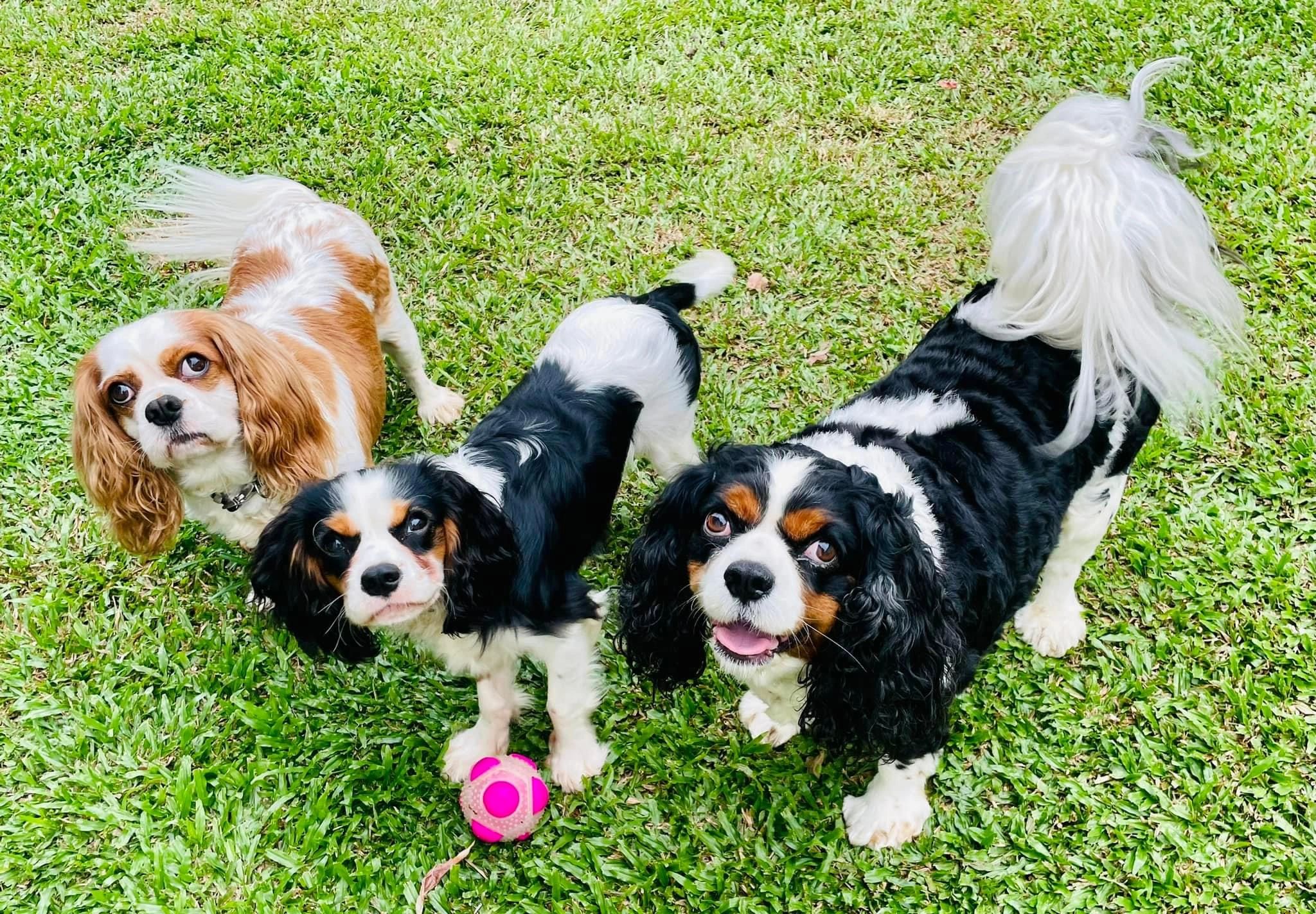Three Cavalier King Charles Spaniel dogs looking up with a ball at their feet.