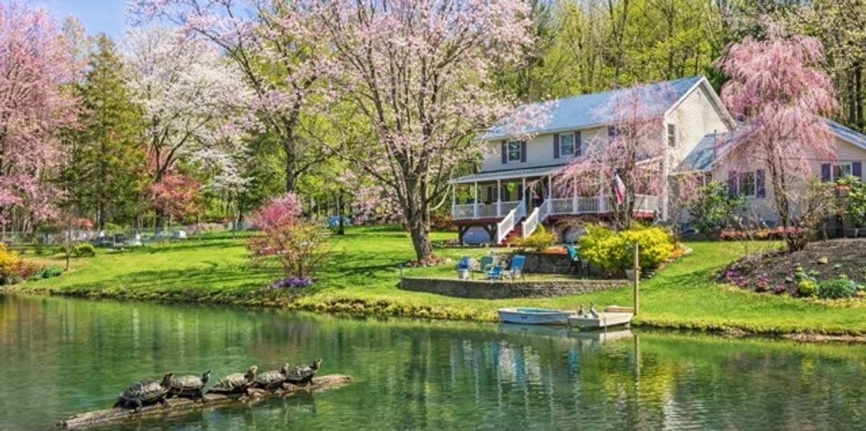 Turtles sunbathe on a log in a serene pond by a house with blooming cherry blossom trees.