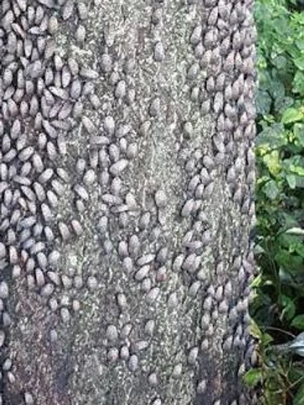 SLF in mass on a Tree of Heaven.