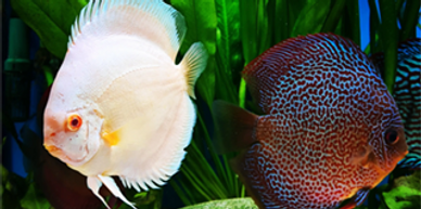 Discus fish are also known as the king of the aquarium