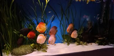 The planted discus aquarium is very rewarding