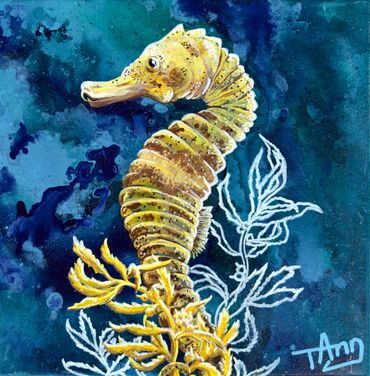 Longsnout seahorse clinging to a strand of seaweed.