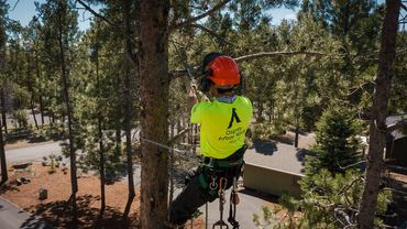 Team trimming a tree in Bend, Oregon