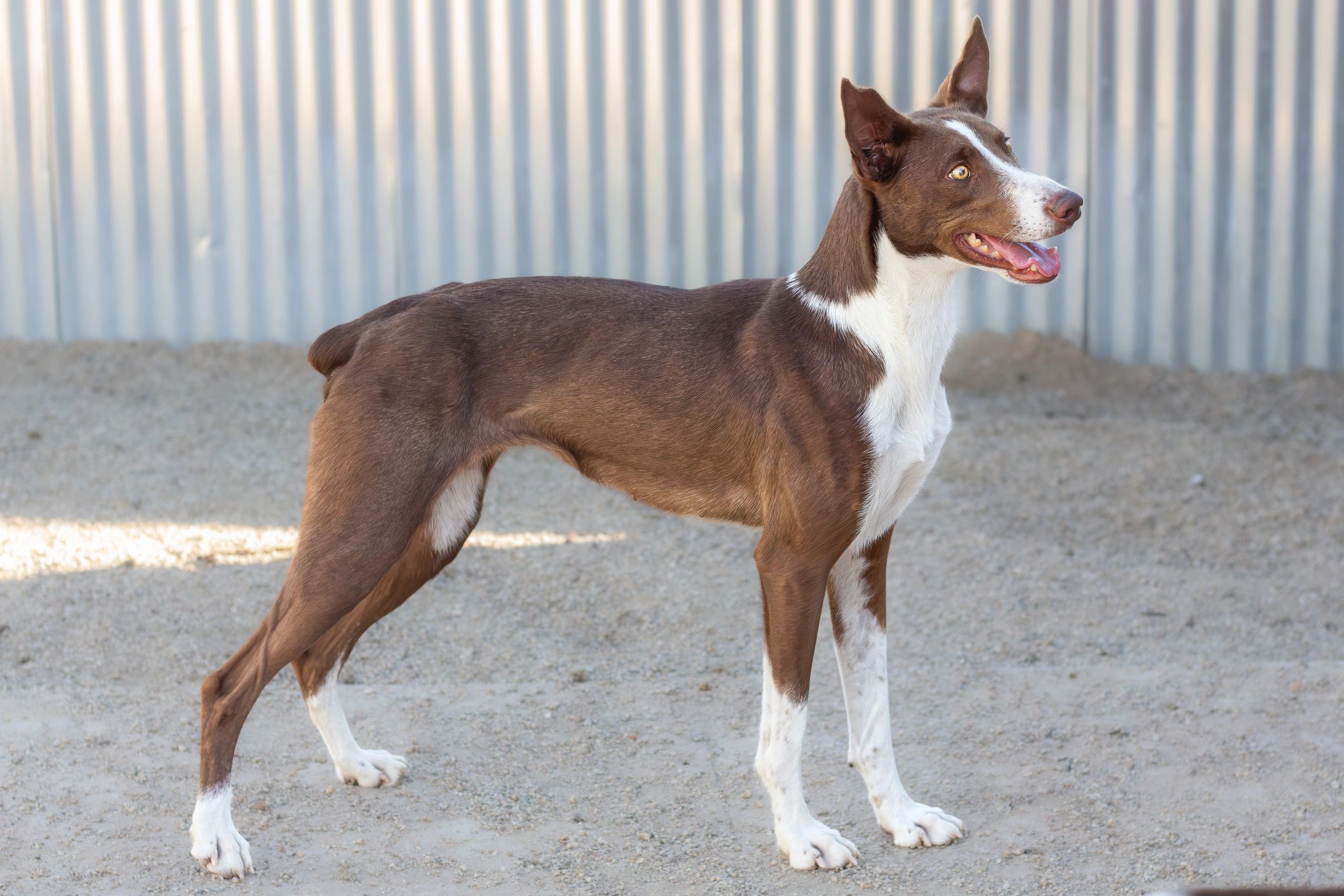 Brown and white dog standing on gravel