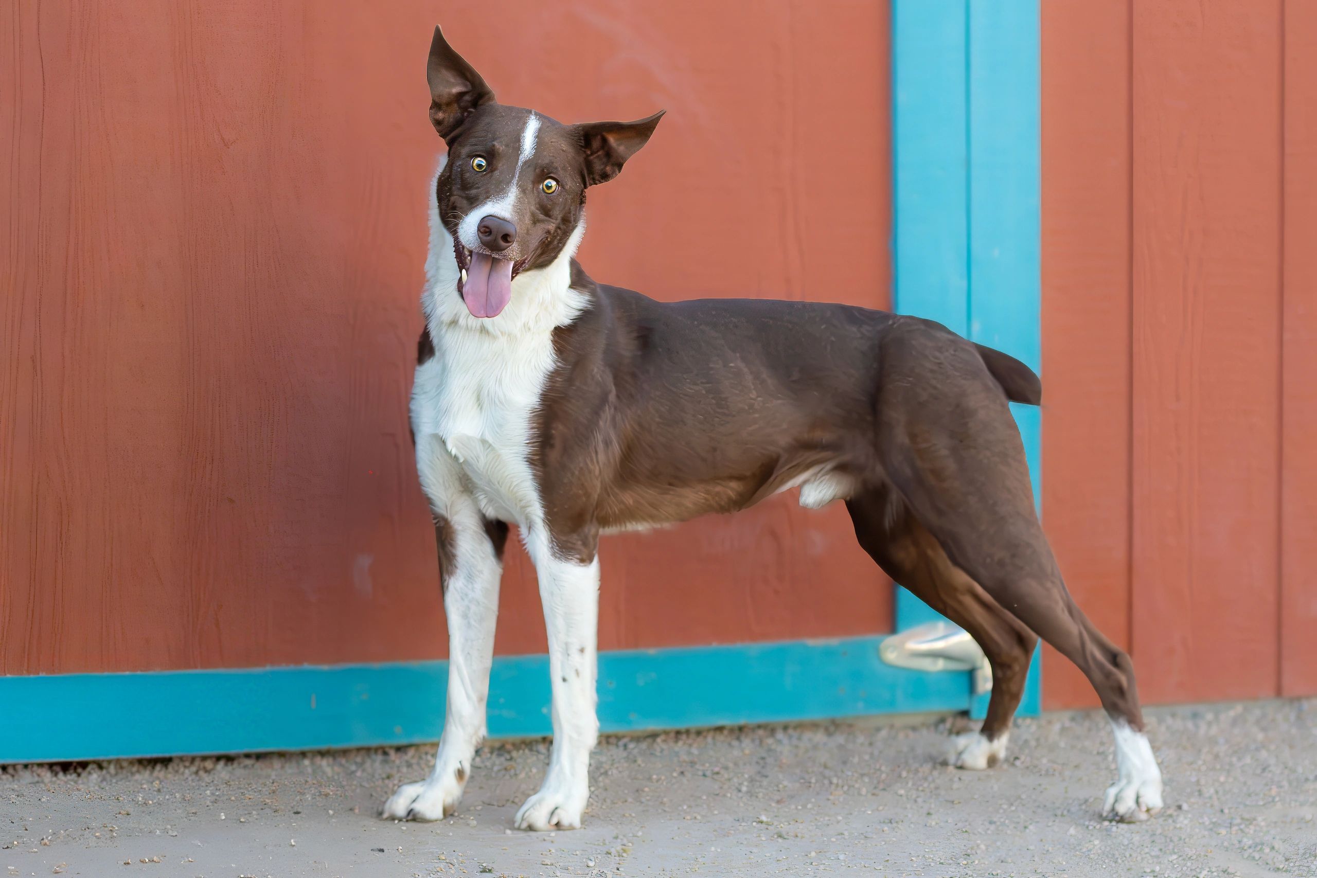 Happy brown and white dog with tongue out.