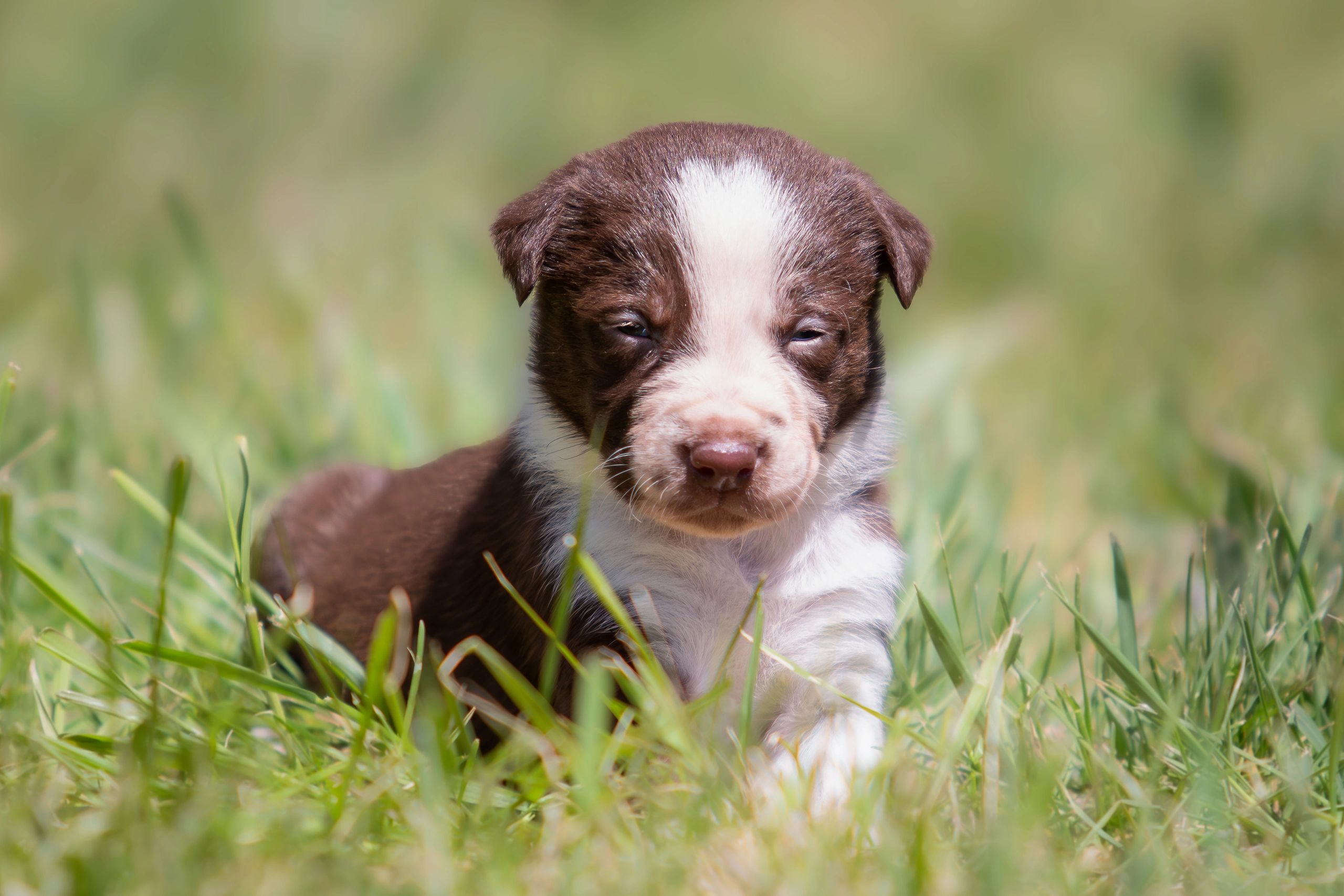 A sleepy brown and white puppy resting on grass.