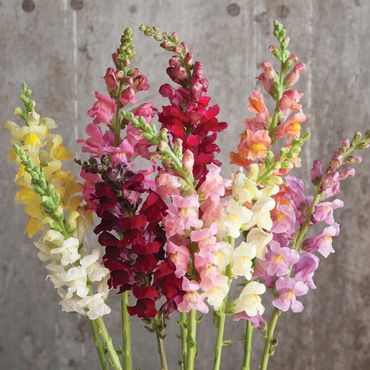 Snapdragons