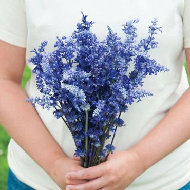 Salvias