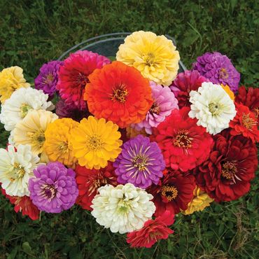 Zinnias