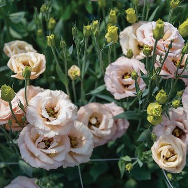 Lisianthus