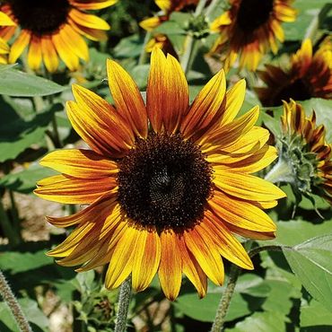Sunflowers