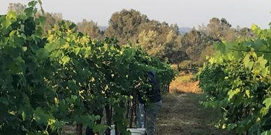 Stroll through the vineyard!