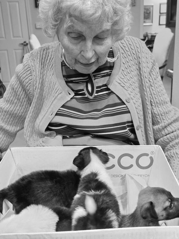 Elderly woman watching puppies in a box.