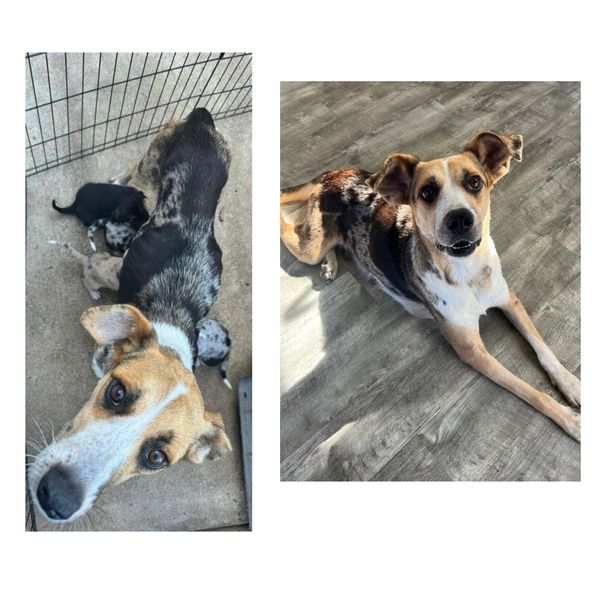 A tricolor dog with puppies and the same dog lying on a wooden floor.