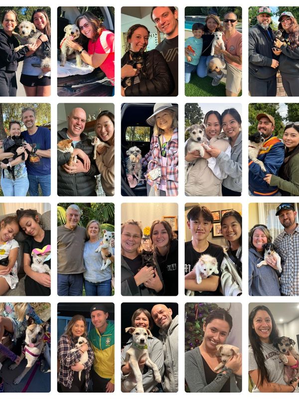 Collage of diverse people happily holding their puppies in various settings.