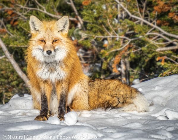 grand tetons national park wyoming, wildlife photography workshop, fox, coyote, moose, bear, jackson