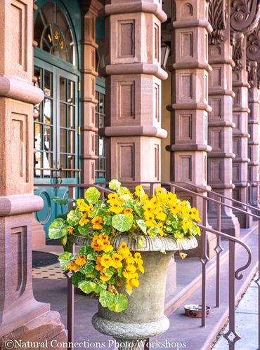 charleston, south carolina, battery, historic churches, mount pleasant, magnolia plantation, photo