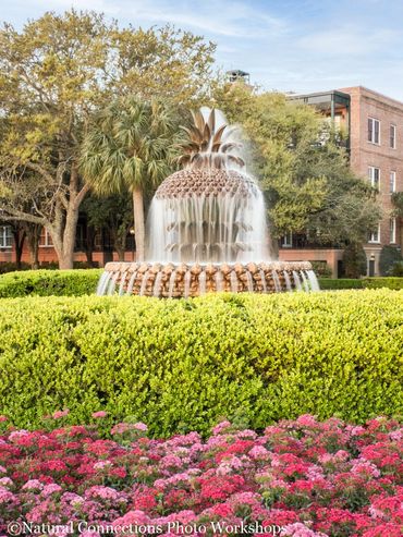 charleston, south carolina, battery, historic churches, mount pleasant, magnolia plantation, photo