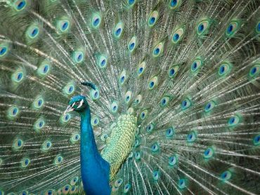 charleston, south carolina, battery, historic churches, mount pleasant, magnolia plantation, photo