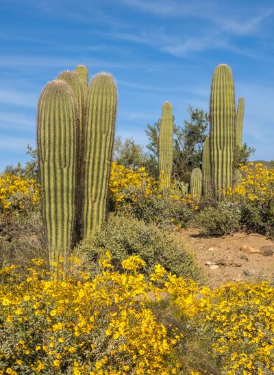 saguaro, white sands national park, arizona, new mexico, el paso, tombstone, photography workshop