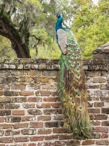 charleston, south carolina, battery, historic churches, mount pleasant, magnolia plantation, photo