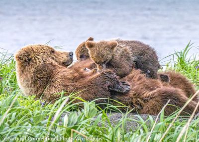 alaska homestead lodge, lake clark national park, grizzly, brown bear, cubs, puffins, photo workshop