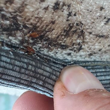 bed bugs hidden in a mattress tuft