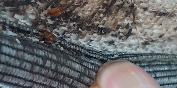 bed-bugs-on-a-mattress-seam