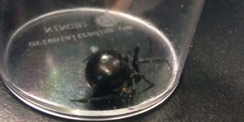 Picture-of-a-black-widow