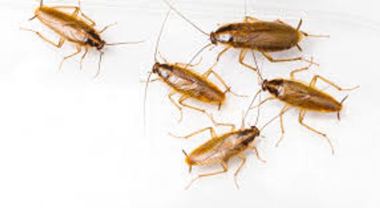 Picture-of-German-cockroaches