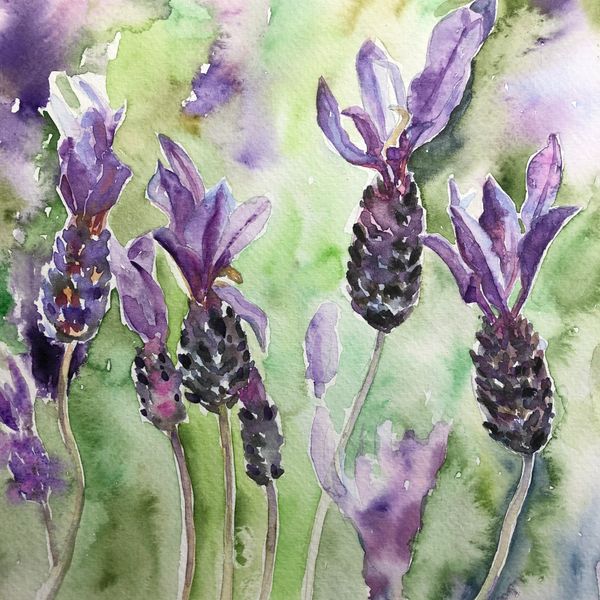 Lavendar watercolour painting modern art Kate Downey commission greetings card