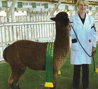 Winner of Best Grey Roan at a number of shows, Clyde exhibits with dense but fine textured fleece co
