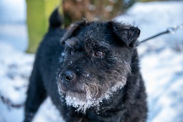 A walk in snowy Alston Cumbria UK.