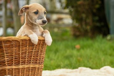 Heavenshire Puppies.