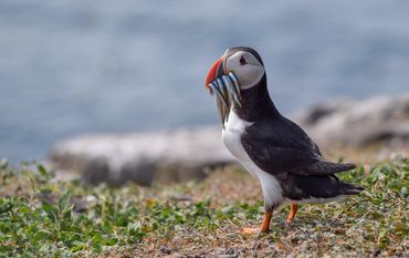 Puffin having his lunch on the Farne Islands Northumberland.