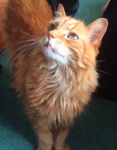 A long haired Ginger cat