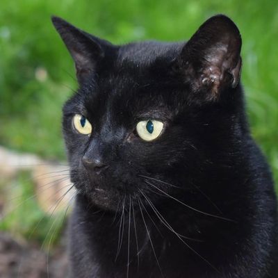 A black cat sitting in the garden