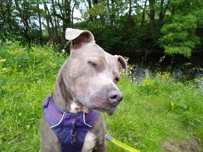 Tilly enjoying a walk in the Countryside