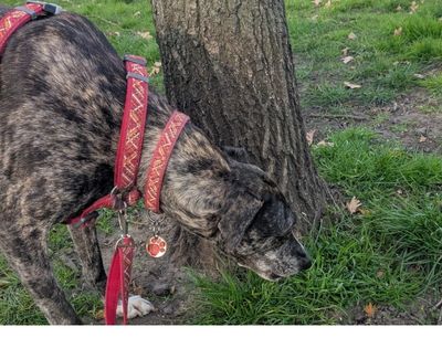 Jess enjoying the sniff of a tree