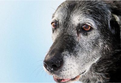 An older Labrador type dog looking confused