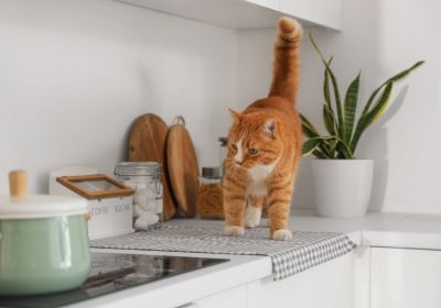 A ginger cat walking on a kitchen surface